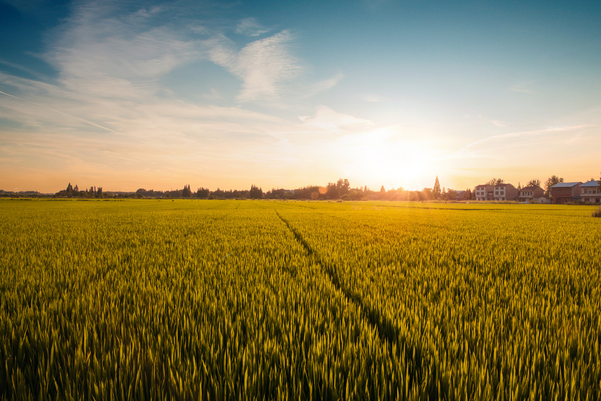 振興米業(yè)海(hǎi)報(bào)圖