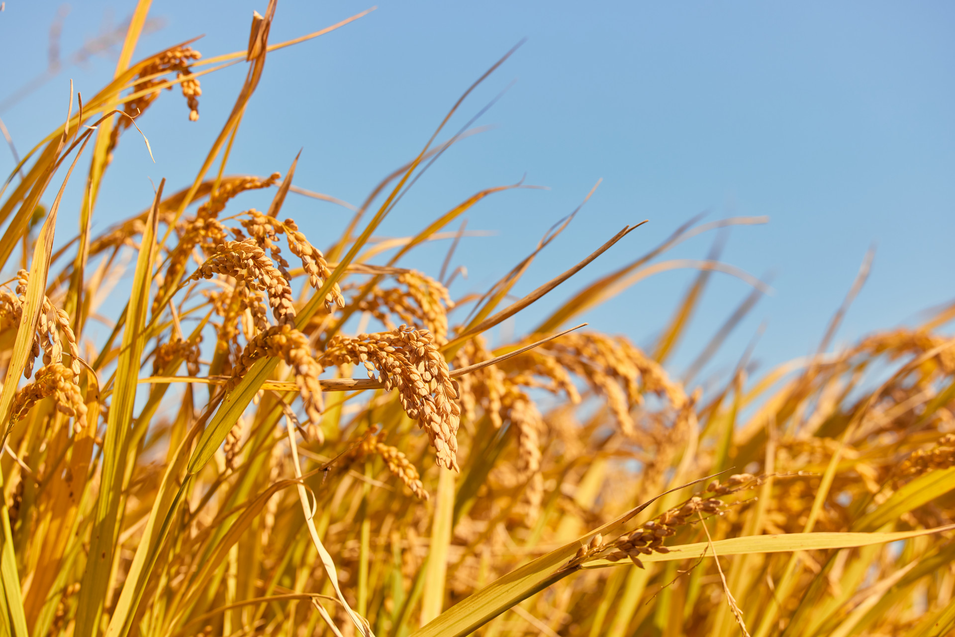 振興米業(yè)海(hǎi)報(bào)圖